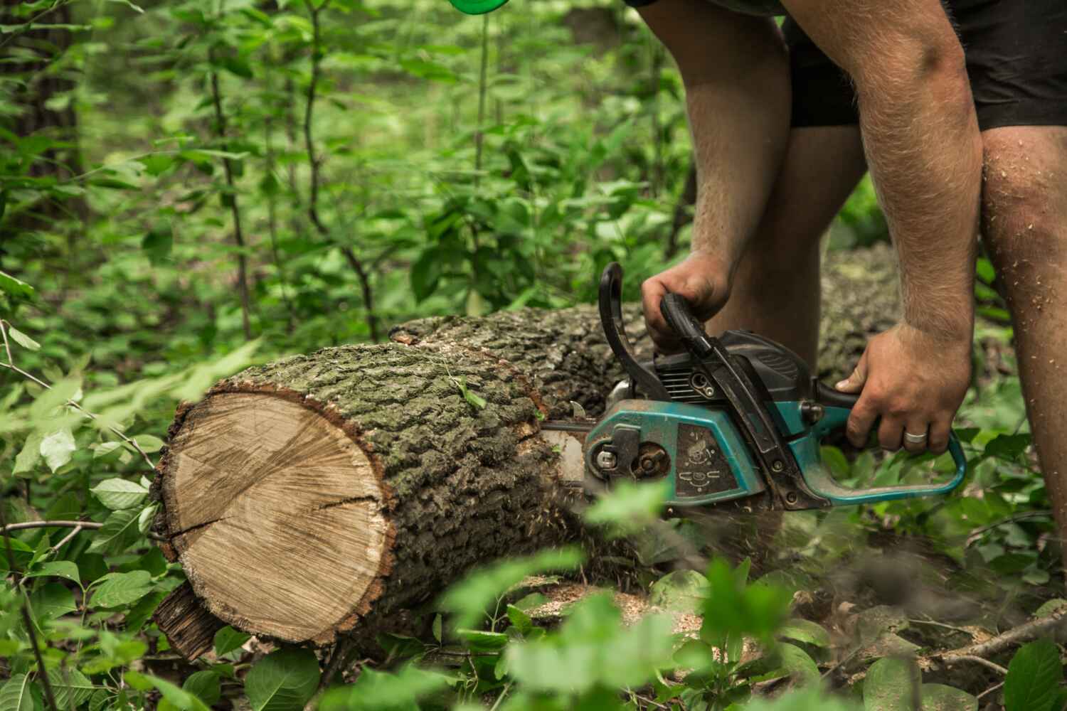 Trusted Olmos Park, TX Tree Service Experts